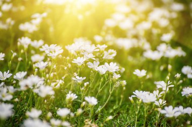 Beyaz yumuşak bahar çiçekleri, çayırda yetişiyor. Mevsimlik doğal çiçek arkaplanı
