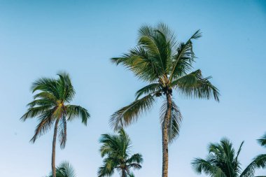 Mavi gökyüzü üzerinde tek palmiye ağaçları, kopyalama alanı olan tropikal seyahat tatil arka planı