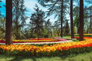 Emirgan Parkı 'nda geleneksel Lale Festivali. İlkbaharda tarihi bir şehir parkı.