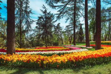 Traditional Tulip Festival in Emirgan Park, a historical urban park at springtime, spring travel background clipart