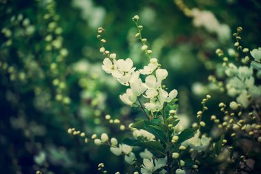 Bahar ya da yaz mevsiminde açan beyaz çiçekler, doğal mahsul arka plan