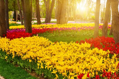 Emirgan Park 'ta düzenlenen geleneksel lale Festivali' nde güzel renkli çiçekler, ilkbaharda tarihi bir şehir parkı, bahar seyahati arka planı