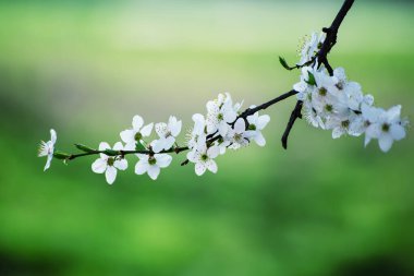 Bahar zamanı kayısı ağacının çiçek açması beyaz güzel çiçeklerle. Kopyalama alanı olan makro resim. Doğal mevsimsel arkaplan.
