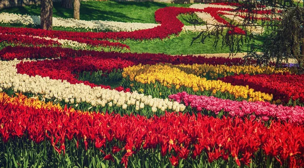 Emirgan Park 'ta düzenlenen geleneksel lale Festivali' nde güzel renkli çiçekler, ilkbaharda tarihi bir şehir parkı, bahar seyahati arka planı