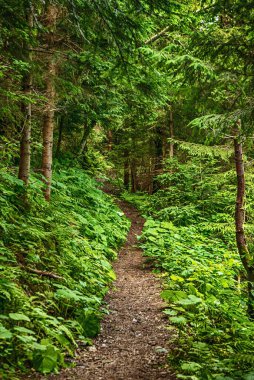 Karanlık, kasvetli bir orman, yeşil ağaçlar, doğal, klasik bir arka plan.