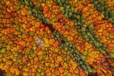 Yukarıdaki renkli sonbahar ormanı bir dronla ele geçirilmiş. Doğal mevsimsel manzara arka planı.
