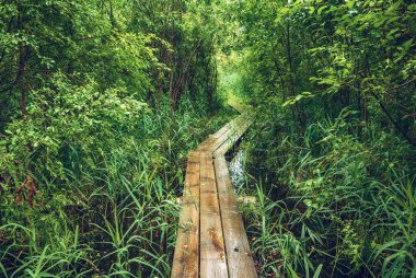 Huysuz yaz ormanı ve ahşap patikalı bataklık, köprü ve yeşil ağaçlar, doğal bağbozumu arka planı. Estonya