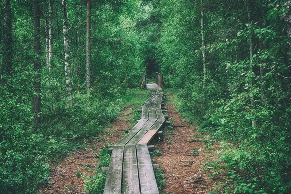 Summer moody forest and swamp with wooden path and green trees, natural outdoor vintage background. Estonia