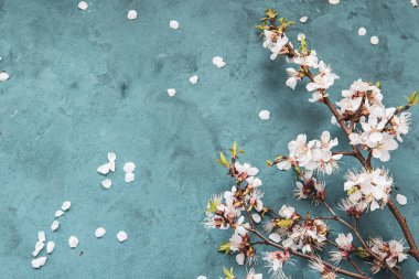 Kayısı bahar çiçekleri boşaltmak grunge koyu mavi zemin üzerine beyaz. Mevsimsel ve tebrik kavramı.