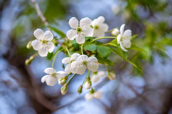 Цветение Вишневых Цветов Весной Зелеными Листьями Копипространством Естественным Сезонным Цветочным — стоковое фото