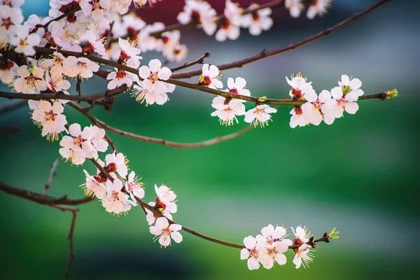 春に白花を咲かせるアプリコットの木 コピースペース付きのマクロイメージ 自然の四季の背景 — ストック写真