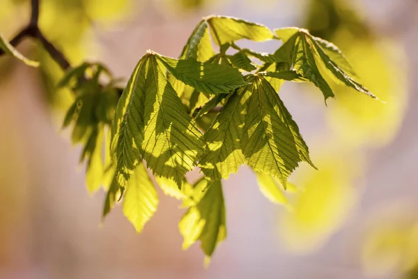 Kaštanovník Jarně Zelenými Listy Sezónní Přírodní Zázemí — Stock fotografie