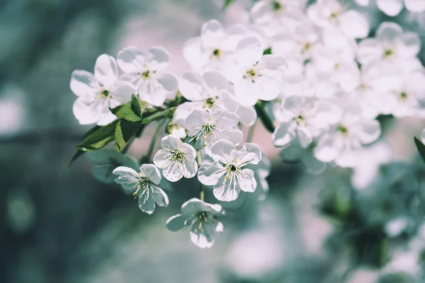 Kwitnienie Wiśni Wiosnę Zielonymi Liśćmi Przestrzenią Kopiowania Naturalne Sezonowe Tło — Zdjęcie stockowe