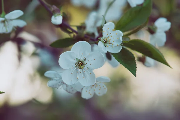 春の桜の開花と緑の葉とコピースペース 自然の季節の花の背景 — ストック写真