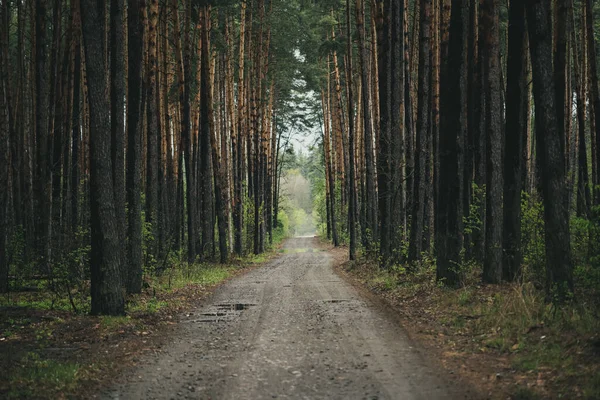 Dark Moody Forest Path Pine Trees Natural Outdoor Vintage Background — Stockfoto