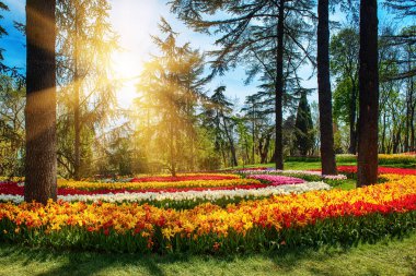 Emirgan Parkı 'nda geleneksel Lale Festivali. İlkbaharda tarihi bir şehir parkı.