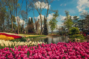 Emirgan Parkı 'nda geleneksel Lale Festivali. İlkbaharda tarihi bir şehir parkı.