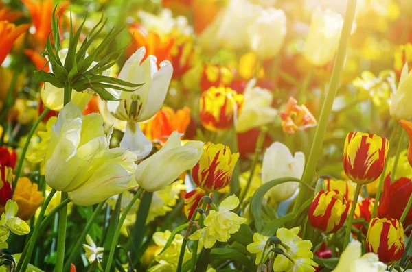 オレンジ 白のチューリップの花 花の季節の背景と春の牧草地 — ストック写真