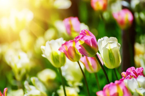 Prado Primavera Com Flores Tulipa Vermelha Branca Fundo Floral Sazonal — Fotografia de Stock