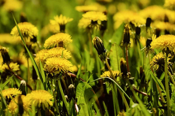 Πικραλίδα Κίτρινο Λουλούδι Που Αναπτύσσεται Στο Πράσινο Λιβάδι Την Άνοιξη — Φωτογραφία Αρχείου