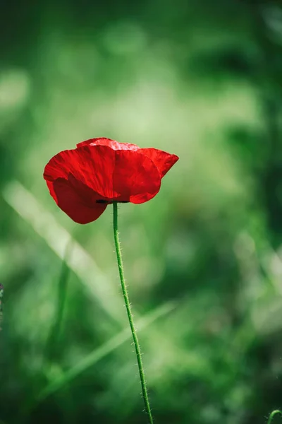 Κόκκινα Λουλούδια Παπαρούνας Ανθίζουν Στο Πράσινο Γρασίδι Floral Φυσικό Άνοιξη — Φωτογραφία Αρχείου