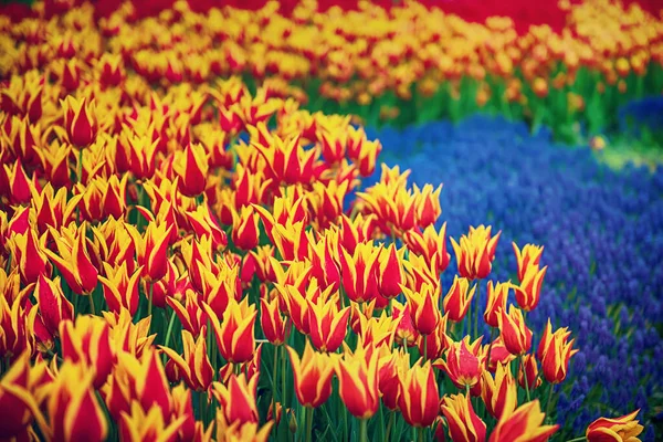 Vår Äng Med Gula Och Röda Tulpaner Och Blå Blommor — Stockfoto