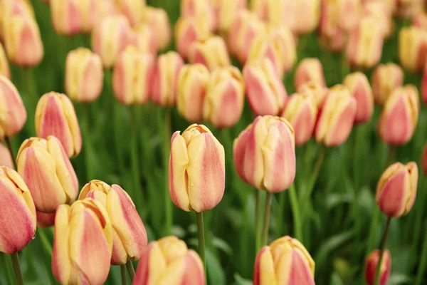Primavera Prado Ensolarado Com Laranja Vermelho Tulipa Flores Floral Natural — Fotografia de Stock