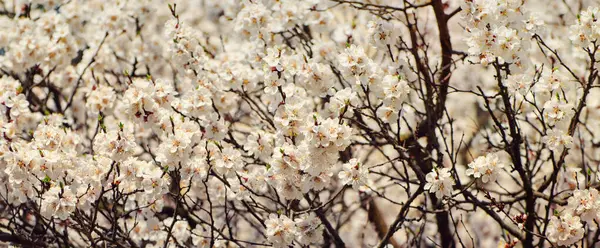 Цветок Абрикосового Дерева Бутонами Цветами Цветущими Весной Винтажный Ретро Цветочный — стоковое фото