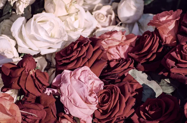 有鲜红和白玫瑰的花园 花香自然的嬉皮士葡萄酒背景 — 图库照片