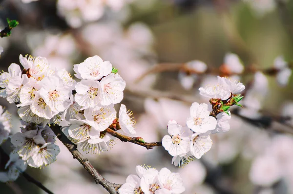 Bloeien Van Abrikozenboom Het Voorjaar Met Witte Mooie Bloemen Macro — Stockfoto