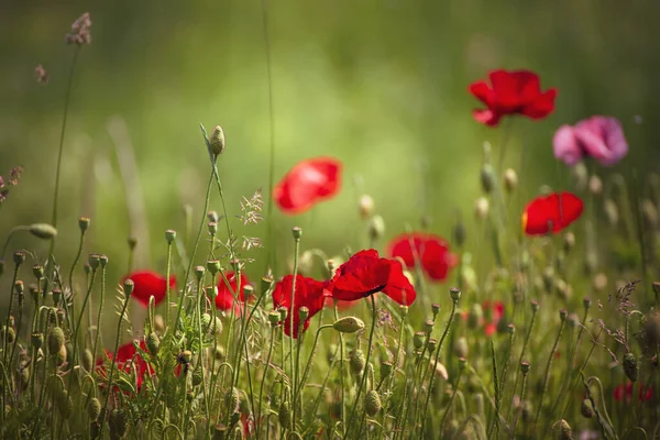 Red Poppy Flowers Blooming Green Grass Field Floral Natural Spring — Stock Photo, Image