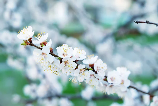 Άνθηση Της Βερίκοκης Την Άνοιξη Λευκά Όμορφα Λουλούδια Μακρο Εικόνα — Φωτογραφία Αρχείου