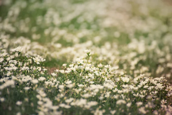 牧草地で成長する白い柔らかい春の花 季節の天然花のヒップスターの背景 — ストック写真