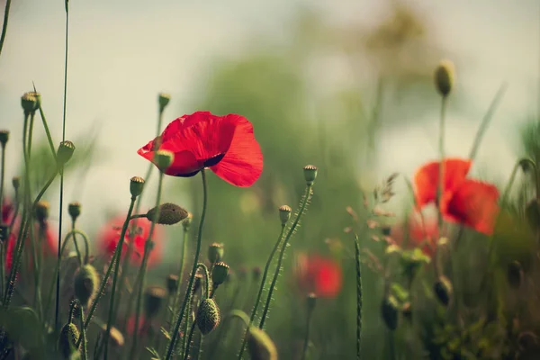 Красный Мак Цветы Цветущие Зеленом Травяном Поле Цветочные Натуральные Весенние — стоковое фото
