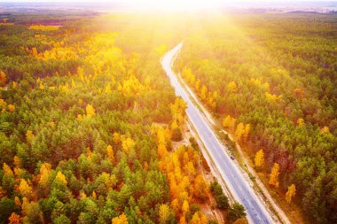 Colourful autumn forest form above with automobile road, captured with a drone. Natural seasonal landscape background.