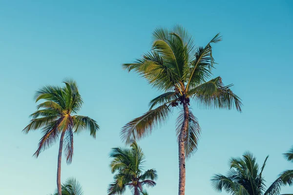 蓝天上的单棵棕榈树 带复制空间的热带旅行背景 — 图库照片
