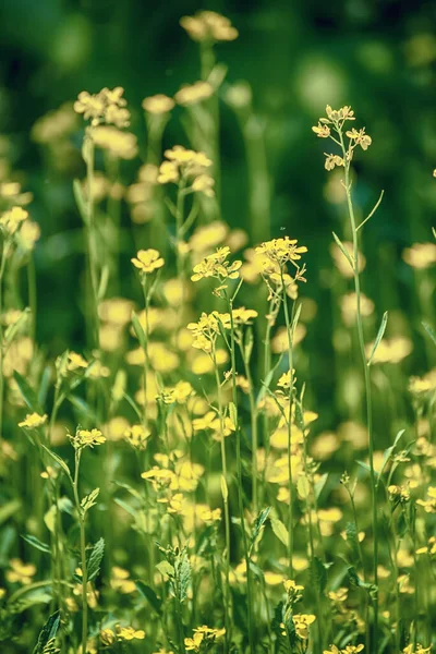 Raps Fält Med Gula Blommor Naturliga Jordbruksprodukter Eco Våren Bakgrund — Stockfoto