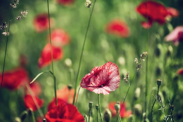 Red Poppy Flowers Blooming Green Grass Field Floral Natural Spring — Stock Photo, Image
