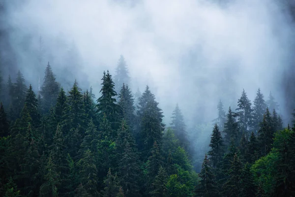 Misty Brouillard Paysage Montagne Avec Forêt Sapins Copyspace Dans Style — Photo