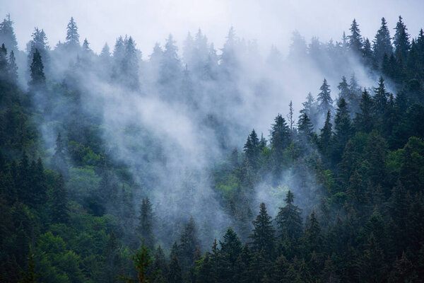 Туманный горный ландшафт с еловым лесом и копипространством в стиле ретро-хипстеров