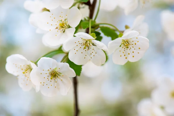 Florecimiento Flores Cerezo Primavera Con Hojas Verdes Copyspace Fondo Floral —  Fotos de Stock