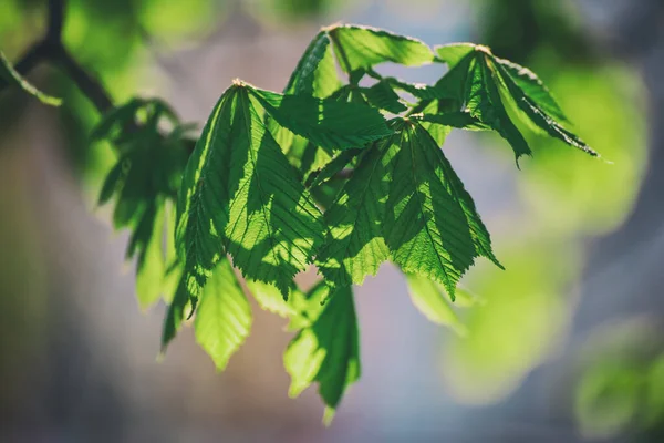 春の緑の葉を持つ栗の木 季節の自然背景 — ストック写真