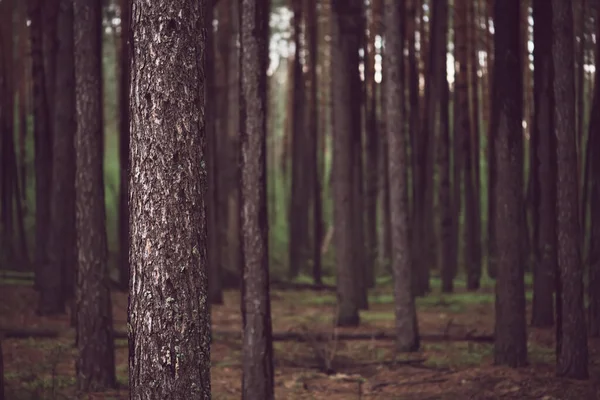 Σκούρο Μουχλιασμένο Πευκοδάσος Πράσινα Δέντρα Φυσικό Εξωτερικό Vintage Φόντο — Φωτογραφία Αρχείου