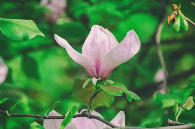 Bahar mevsiminde yeşil yapraklı pembe manolya çiçekleri çiçek açmış.