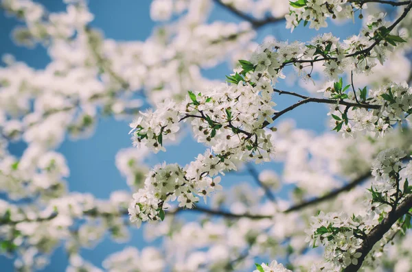 Primavera Sfondo Stagionale Con Rami Susina Fiore Sfondo Floreale Stagionale — Foto Stock