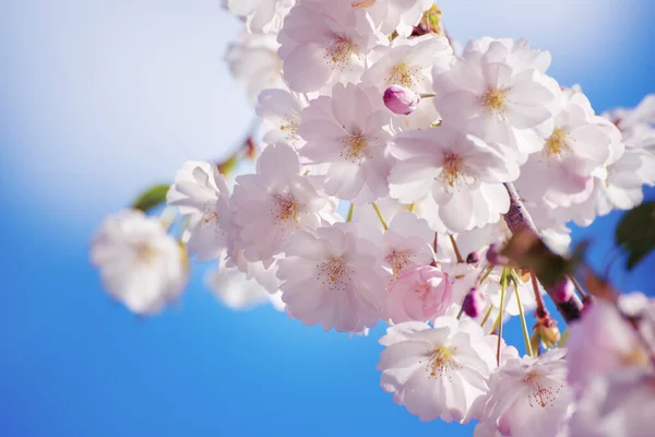春にはリンゴの木の花が咲き 花の日当たりの良いヴィンテージ自然背景 — ストック写真