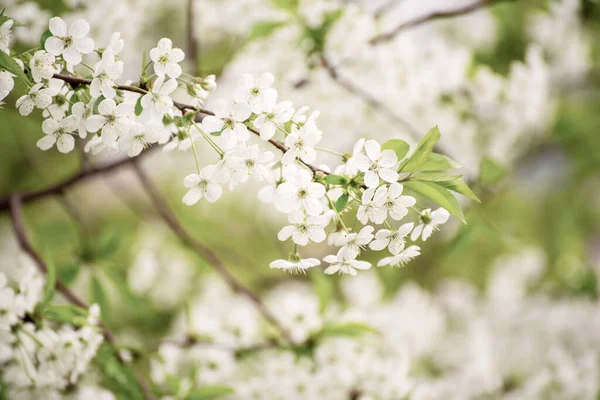 Цветение Вишневых Цветов Весной Зелеными Листьями Копипространством Естественным Сезонным Цветочным — стоковое фото