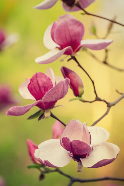 春叶绿叶粉红木兰花的开花 植物自然季节背景 — 图库照片