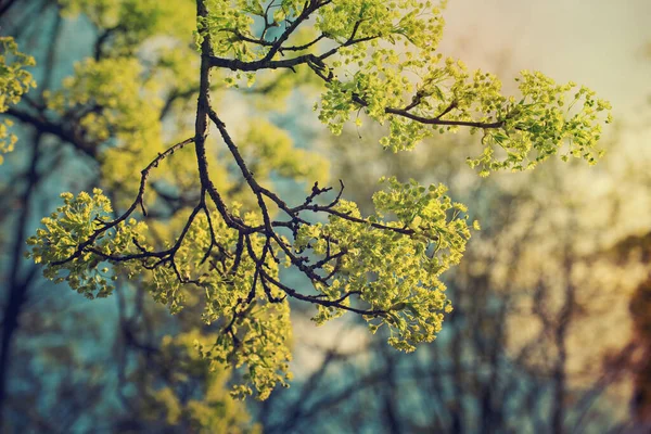 Цветение Кленового Дерева Acer Platanoides Весеннее Время Природный Сезонный Фон — стоковое фото