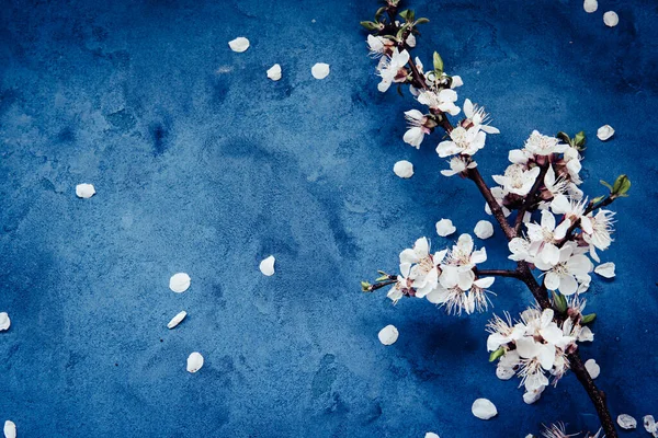 White Apricot Spring Flowers Grunge Dark Blue Background Copyspace Seasonal — Stock Photo, Image